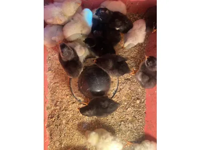Chicks for Sale صيصان بلدي للبيع