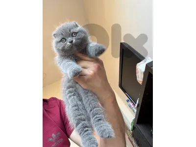 Scottish Fold  pure short hair kittens Available