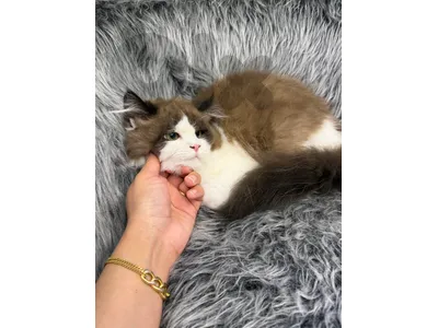 ragdoll