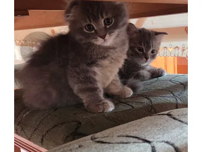 cute kittens