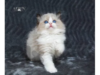ragdol kittens