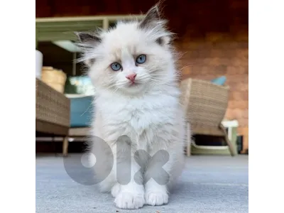 ragdol kittens