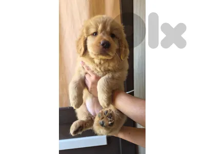 Puppy golden retriever for sales