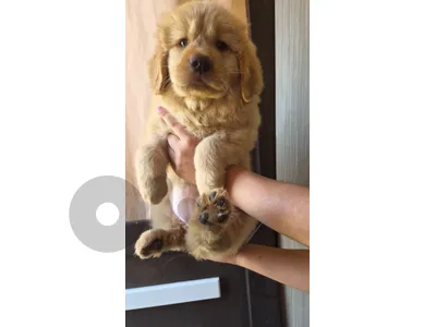 Puppy golden retriever for sales