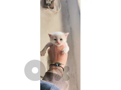عكار سفينة القيطع