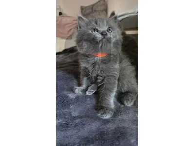 British kitten 100%