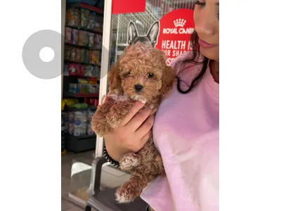 Find Your New Best Friend: Maltipoo Puppies In-Store Now!
