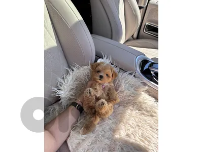 Find Your New Best Friend: Maltipoo Puppies In-Store Now!🐾