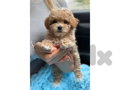 Find Your New Best Friend✨️Maltipoo Puppies In-Store Now!🐾