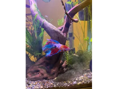 Aquarium