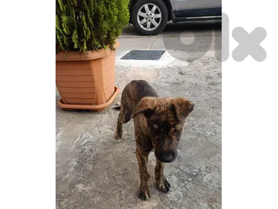 Malinois Mix Puppy For Adoption