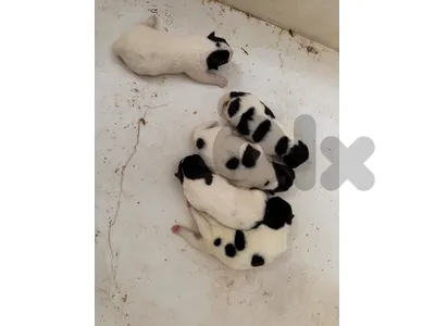 american akita puppies
