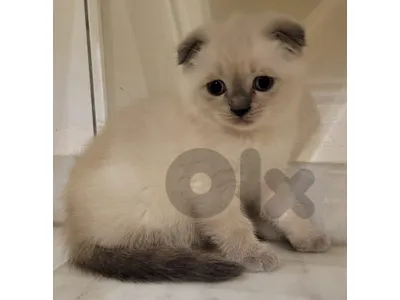 Scottish fold