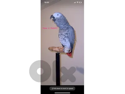 casko parrot