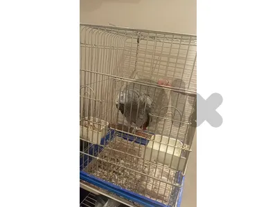 كاسكو أفريقي أليف للبيع مع جميع الملحقات🦜 Premium African Grey Parrot + Cage Included