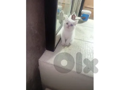 كيتن عدد 4عمر 55يوم