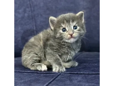 Pure bred maine coon kittens