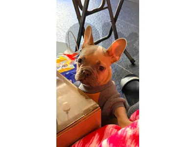 6 months old cute french bulldog