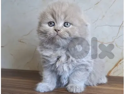 Scottish fold & British Shorthair