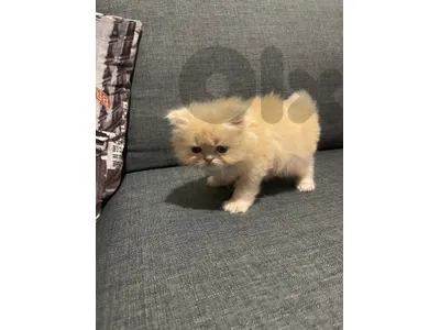 ccccc