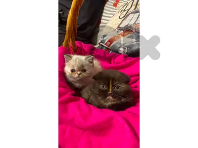 kitten scotch and himalayan