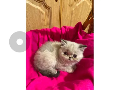 kitten  himalayan