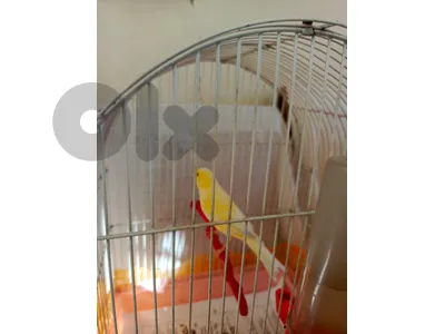 female canary for sale