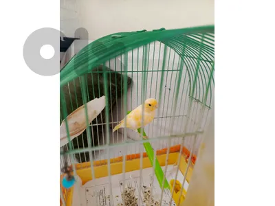 female canary for sale