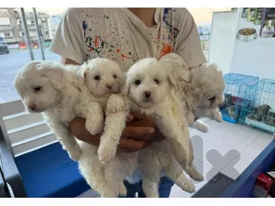 maltese bichon