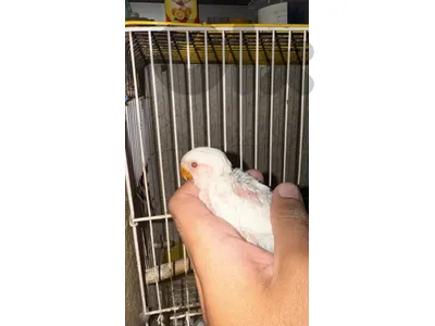 فرخ روز  للتزقيم البينو عيون حمر