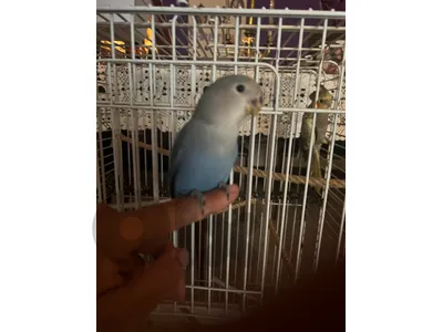 karawan roz budgies