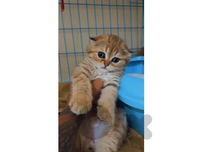 غولد شنشيلا الاصلي