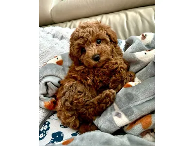 Adorable Poodle Puppies-Ready for Loving Homes-Available in store