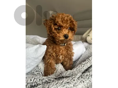 Adorable Poodle Puppies-Ready for Loving Homes-Available in store