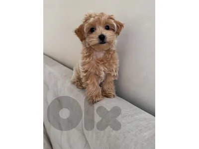Find Your New Best Friend: Maltipoo Puppies In-Store Now!