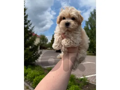✨ Maltipoo magic in every little step 🐾🤍

/Dog/  Available In store
