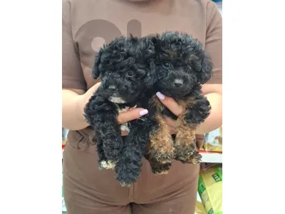 Adorable Poodle Puppies-Ready for Loving Homes-Available in store