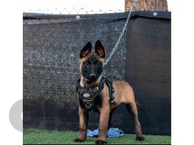 Strong Powerfull Malinois Puppies Available in store & Delivey