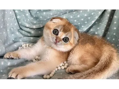 golden chinchella