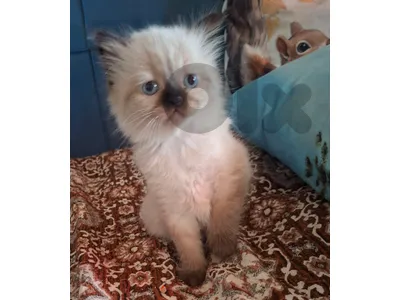 2 kittens
