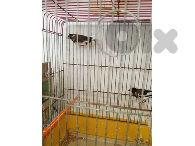 بنغالي فنش