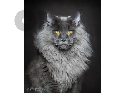 مطلوووب انثي ماينكون maine coon