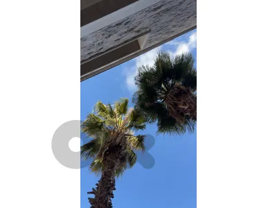 Palm tree
