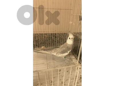cockatiel white faceكروان وايت فايس
