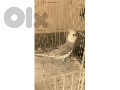 cockatiel white faceكروان وايت فايس