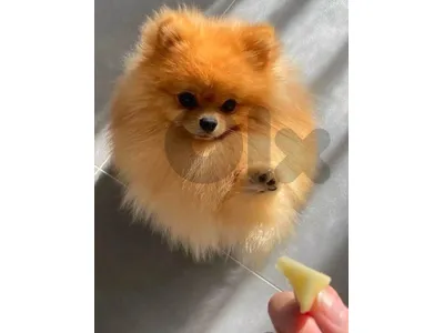 Pomeranian micro male and female 70993656