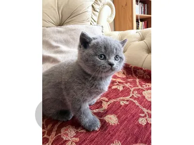 British kitten 100%