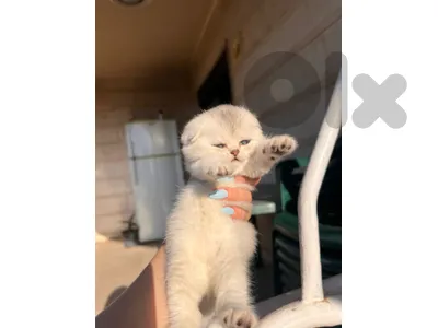 gold chanchilla للحجز 70485808