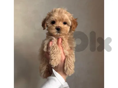 maltipoo
