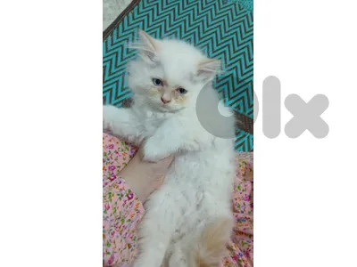 himalayan kitten for sale